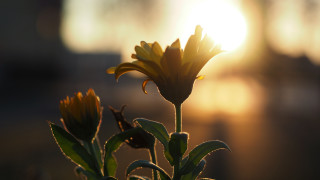 Sunflower sun blurry building macro - shallow free wallpaper for desktop