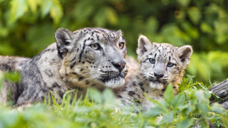 Snowleopards grass nature photorealistic bokeh - looking free wallpaper