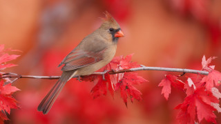 Bird branch redleaves blurry foreground - naturalism free wallpaper