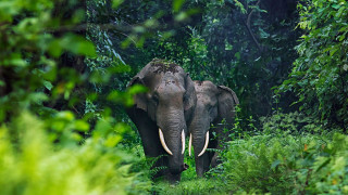 Elephant jungle bush sunlight depth - the jungle free wallpaper