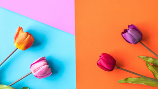Three tulips multicolored background pink - left free wallpaper