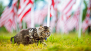 Cat grass american flags blurry - cassius marcellus coolidge free wallpaper