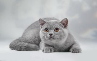 Gray cat yellow eyes dog - grey background free wallpaper