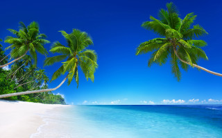 Beach palm trees blue water 2 - a blue sky in the foreground free wallpaper
