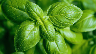 Green leafy plant water droplets 5 - a green leafy plant free wallpaper