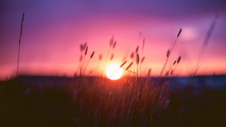 Sunset field grass pink sky - a sunset free wallpaper