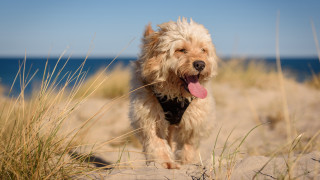Dog beach grass water sky - rayonism free wallpaper