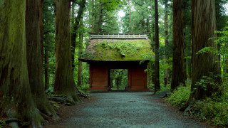 Forest path tiltshift kyoto shrine - a walkway free wallpaper