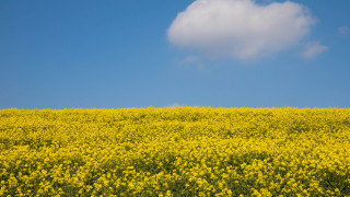 Yellow flower field cow blue - under a blue sky free wallpaper