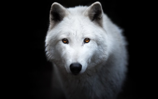 White wolf yellow eyes black - caspar wolf free wallpaper