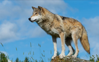 Wolf rock grass clouds sky - caspar wolf free wallpaper