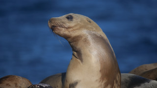 Seal rocks blue sky animal - the rock free wallpaper