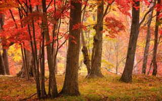 Autumn forest bench leaves fire - a forest free wallpaper