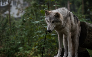 Wolf log forest building tilt - the background and a building in the background free wallpaper