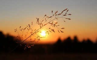 Plant sunset blurry background trees - a picture free wallpaper for desktop
