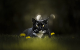Black white cat yellow eyes 12 - cat free wallpaper