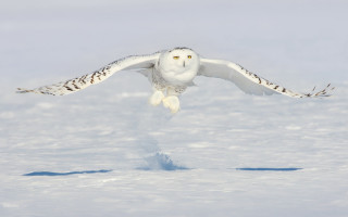 Snowy owl flying wings spread - wide free wallpaper