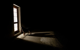 Dog shadow window night illustration - a shadow free wallpaper