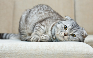 Cat couch head rounded eyes - the arm of the couch free wallpaper