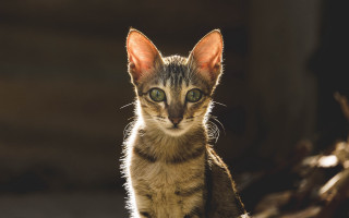 Small kitten green eyes animal - a small kitten free wallpaper