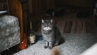 Harlem renaissance cat wine still - dennis flanders free wallpaper