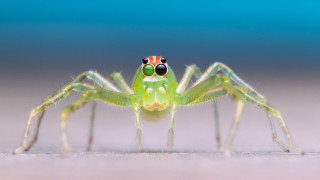 Green spider red white stripe - photograph free wallpaper
