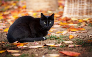 Black cat fall leaves burns - a black cat free wallpaper