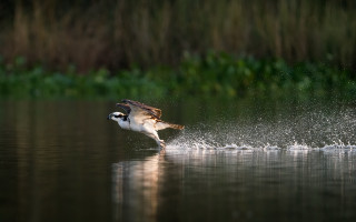 Bird flying water fish splashing - anthony s waters free wallpaper