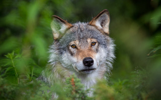 Wolf bushes trees woods brown - caspar wolf free wallpaper