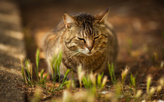 Cat walking through grass blurry - naturalism free wallpaper
