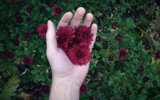 Hand red flowers green leaves - a hand holding free wallpaper