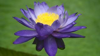 Purple flower yellow center water 2 - yellow center free wallpaper