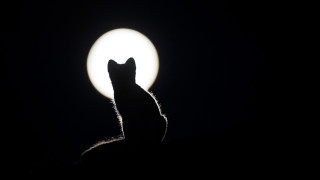 Cat moonlight night fullmoon greyscale - a cat free wallpaper