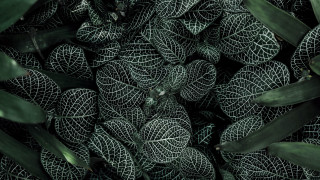Leaves bamboo foliage fence plant - a close up of a bunch free wallpaper