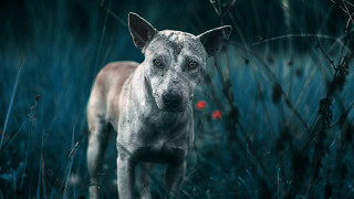 Dog field flower black background - a red flower free wallpaper