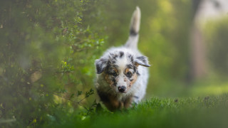 Dog running field bushes blurry - elke vogelsang free wallpaper