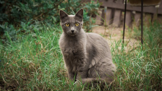 Sad cat in grass nature 3 - neoplasticism free wallpaper