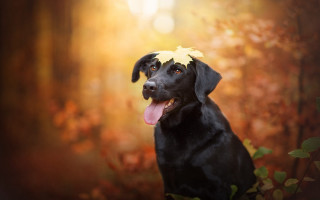 Black dog yellow leaf autumn - a black dog free wallpaper