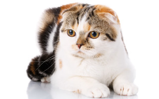 Cat blue eyes white background - a white surface free wallpaper