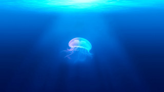 Jellyfish bioluminescence rayonism hologram beach - back side free wallpaper