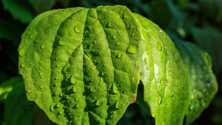 Green leaf water drops macro 23 - a green leaf free wallpaper