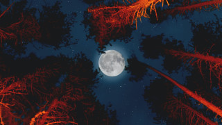 Full moon stars trees autumn - the night sky free wallpaper