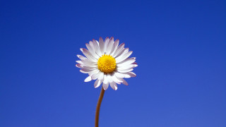 White flower blue sky macro - a single white flower free wallpaper