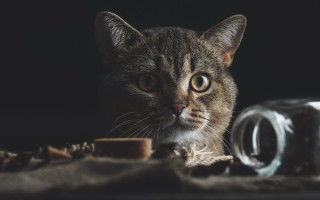 Cat glass jar cloth animal - dennis ashbaugh free wallpaper for desktop