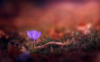 Purple flower grass autumn blurry - a purple flower free wallpaper
