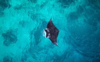 Black white shark underwater boat - fish free wallpaper