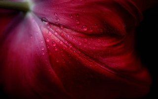 Red flower water droplets macro 15 - a red flower free wallpaper