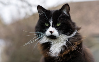 Black cat green eyes portrait - cat free wallpaper
