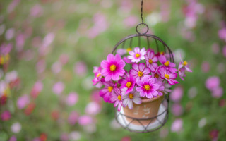 Bird feeder flower field bokeh - florianne becker free wallpaper