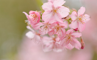 Pink flower closeup macro bloom - a close up of a bunch free wallpaper